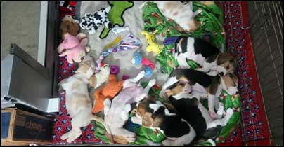 Hardy and Sonya Puppies 8 Weeks